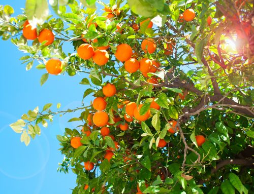 Temporada de las naranjas